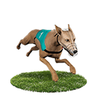 新天下娛樂城白金賽狗